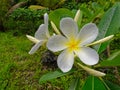 Franjipani flowers and buds growing in Niue