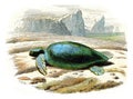 The frank turtle, vintage engraving