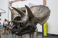 The fossil of Triceratops prorsus head.