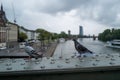 Frankfurt, Germany - July 17 2019: a pigeon on the famous bridge Eiserner Steg. Royalty Free Stock Photo