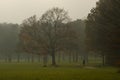 Misty autumn afternoon in Niddapark, Frankfurt.