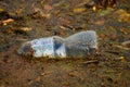 A plastic bottle floats in the Nidda river in Frankfurt, Germany.