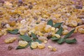 Frankincense Boswellia Papyrifera, resin and leaves, Incense f Royalty Free Stock Photo