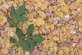 Frankincense Boswellia Papyrifera, resin and leaves, Incense f Royalty Free Stock Photo