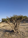 Frankincense shrub, Boswellia sacra, Wadi Dawkah, Oman