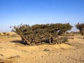 Frankincense shrub, Boswellia sacra, Wadi Dawkah, Oman