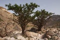 Frankincense tree Royalty Free Stock Photo