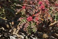 Frankincense tree in blossom Royalty Free Stock Photo