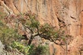 Frankincense tree in blossom Royalty Free Stock Photo