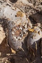 Frankincense tree Royalty Free Stock Photo