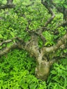 frankincense tree in Dhofar Salalah in monsoon khareef season