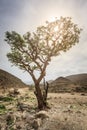 Frankincense tree Royalty Free Stock Photo