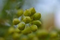 Frankincense tree leaves & fruits Oman