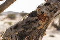 Frankincense tree plants plantage agriculture growing desert near Salalah Oman 3 Royalty Free Stock Photo