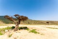 Frankincense tree in Salalah, Dhofar, Oman