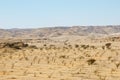 Frankincense tree in Wadi Dawkah Frankincence