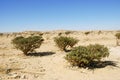 Frankincense tree in Wadi Dawkah