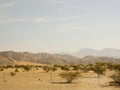 Frankincense tree in Wadi Dawkah