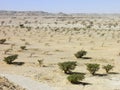 Frankincense tree in Wadi Dawkah