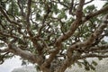 Frankincense Trees, Boswellia sacra, olibanum-tree Royalty Free Stock Photo