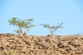 The frankincense trees of Wadi Dawkah, Oman