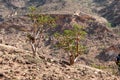 The frankincense trees of Wadi Dawkah, Oman