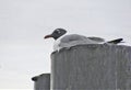 Franklin Gull, Black head, Red bill, small size Royalty Free Stock Photo