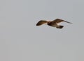 Franklin's Gull