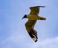 Franklin's Gull Bird flies overhead, about to land among flock of flamingos in Bolivia Royalty Free Stock Photo