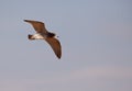 Franklin's Gull in flight