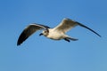 Franklin's Gull in flight Royalty Free Stock Photo