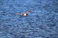 A Franklin`s Gull flying over wavy water Royalty Free Stock Photo