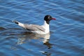 A Franklin`s Gull with its reflection in water Royalty Free Stock Photo