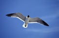 Franklin`s Gull, larus pipixcan, Adult in Flight against Blue Sky Royalty Free Stock Photo