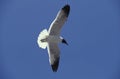 Franklin`s Gull, larus pipixcan, Adult in Flight, California Royalty Free Stock Photo