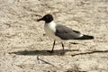 Franklin`s Gull Larus pipixcan Royalty Free Stock Photo