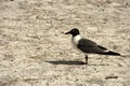 Franklin`s Gull Larus pipixcan Royalty Free Stock Photo