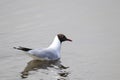 Franklin`s Gull Leucophaeus pipixcan Royalty Free Stock Photo