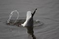 Franklin`s Gull Leucophaeus pipixcan Royalty Free Stock Photo