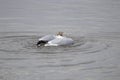 Franklin`s Gull Leucophaeus pipixcan Royalty Free Stock Photo