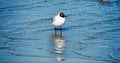 Franklin`s Gull Leucophaeus pipixcan on the adriatic shore of Riccione. Italy Royalty Free Stock Photo