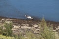 Franklin_s Gull Leucophaeus pipixcan 35 Royalty Free Stock Photo