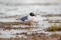 Franklin`s Gull Leucophaeus pipixcan Royalty Free Stock Photo