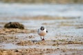 Franklin`s Gull Leucophaeus pipixcan Royalty Free Stock Photo