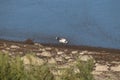 Franklin_s Gull Leucophaeus pipixcan 31 Royalty Free Stock Photo