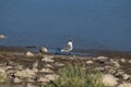 Franklin_s Gull Leucophaeus pipixcan 2 Royalty Free Stock Photo