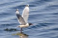 Franklin\'s gull or Leucophaeus pipixcan. A small gull, or colloquially seagulls, are seabirds of the family Laridae in the