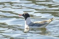 A Franklin\'s gull or Leucophaeus pipixcan, a small gull on a lake. Royalty Free Stock Photo