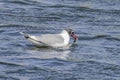 A Franklin\'s gull or Leucophaeus pipixcan, a small gull on a lake eating