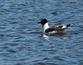 Franklin`s Gull Or Leucophaeus Pipixcan In Spring Royalty Free Stock Photo